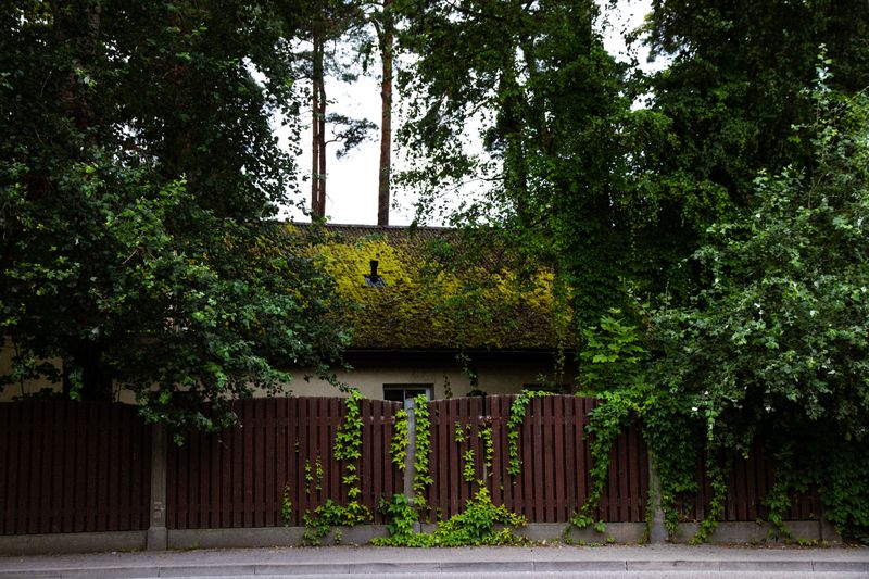 Overgrown Vegetation Offers Cover Nearby Overgrown Vegetation Offers Cover Nearby