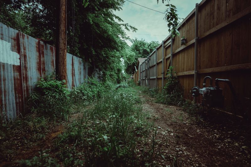 Overgrown Weeds Along Fence Lines Attract Them Overgrown Weeds Along Fence Lines Attract Them