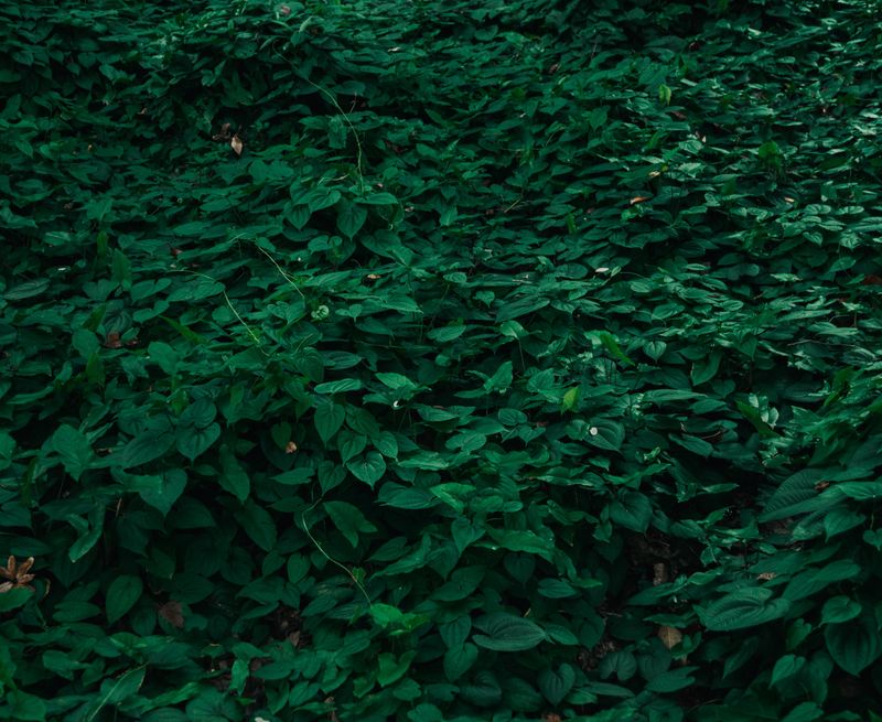 Overgrown Weeds Shelter Dense Populations Overgrown Weeds Shelter Dense Populations