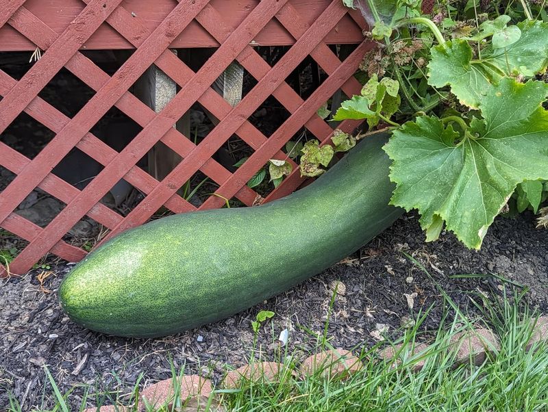 Overgrown Zucchini Telling The Plant To Slow Down Overgrown Zucchini Telling The Plant To Slow Down