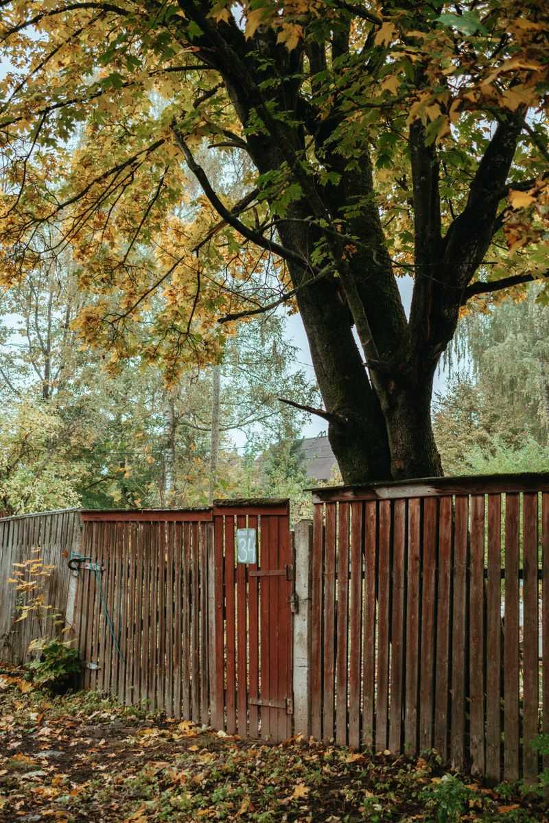 Overhanging Branches May Become The Neighbor's Right
