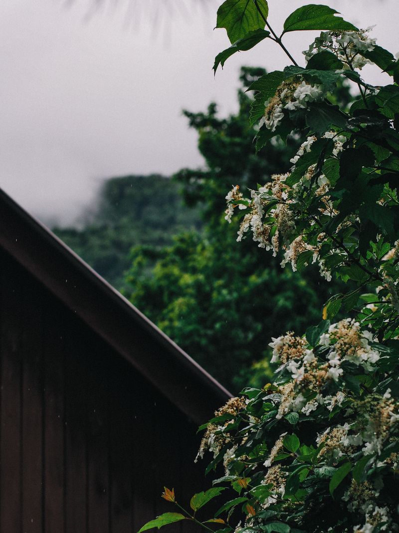 Overhangs Protect Blooms During Storms