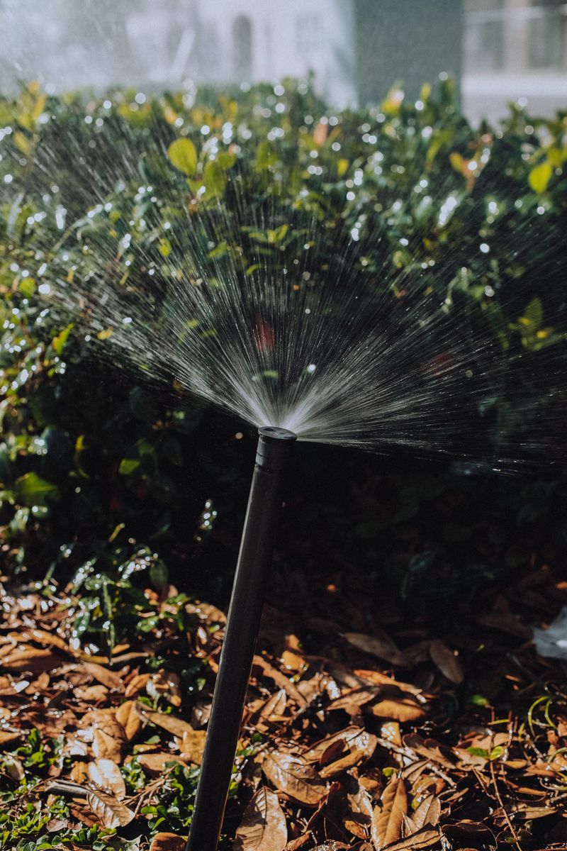 Overhead Watering Keeps Foliage Wet