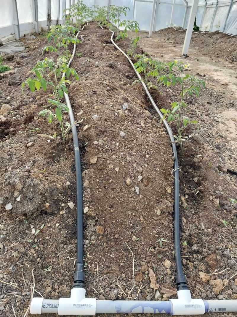 Overhead Watering Keeps Leaves Wetter Overhead Watering Keeps Leaves Wetter