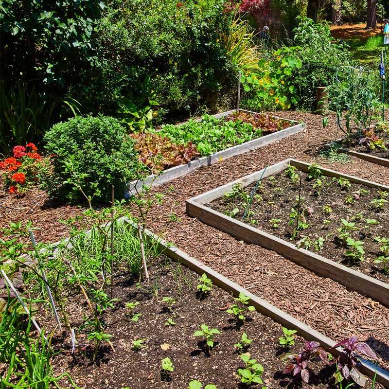 Overlooking Crop Rotation In The Garden