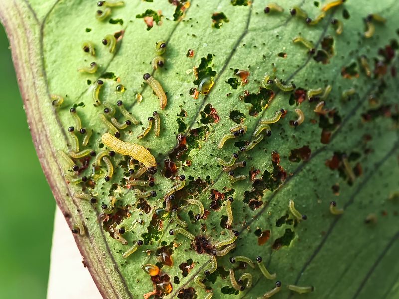 Overlooking Pest Activity That Thrives In Heat Overlooking Pest Activity That Thrives In Heat