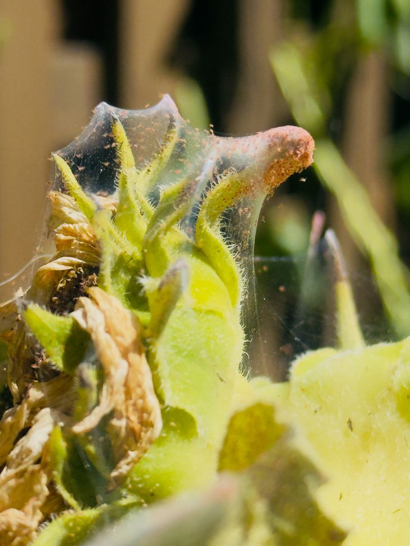 Overlooking The Undersides Of Leaves