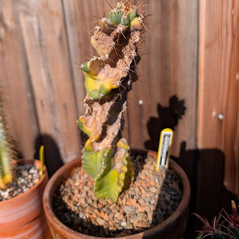 Overnight Stress Is More Common Than Most Gardeners Think