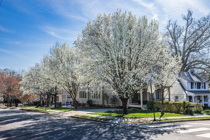 Overplanting Created Monoculture Street Trees