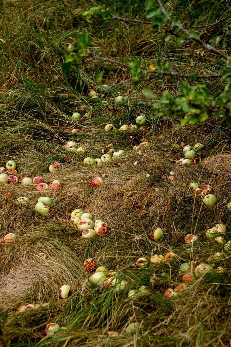 Overripe Fruit Attracting More Beetles Overripe Fruit Attracting More Beetles