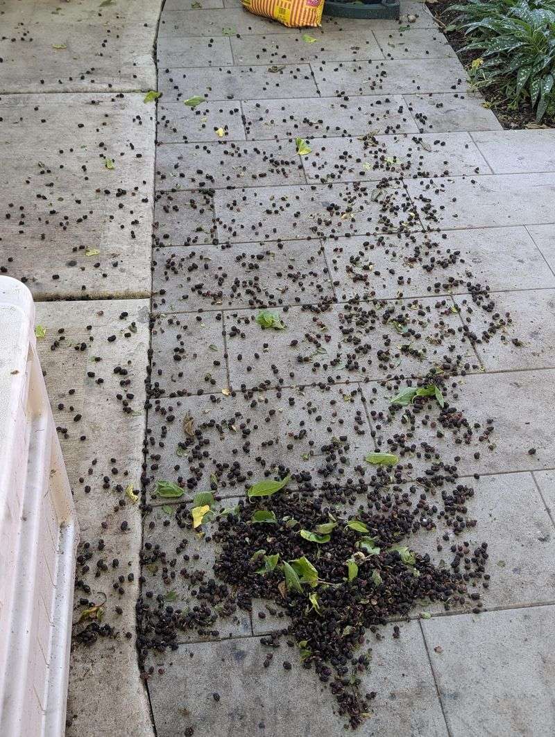 Overripe Fruit Can Turn Slick Underfoot Overripe Fruit Can Turn Slick Underfoot