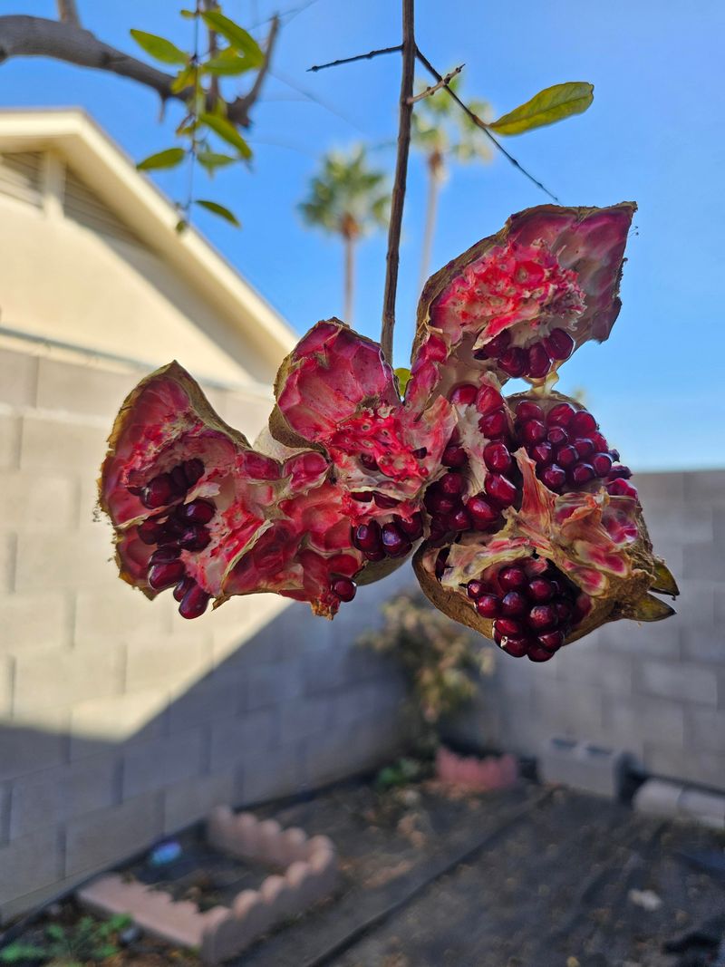 Overripe Fruit Is More Likely To Crack Open