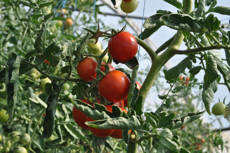 Overripe Fruit Pulls Energy Away From Remaining Blooms Overripe Fruit Pulls Energy Away From Remaining Blooms