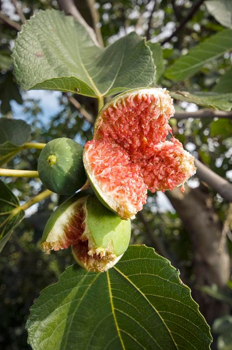 Overripe Fruit Smells Stronger After Dark Overripe Fruit Smells Stronger After Dark