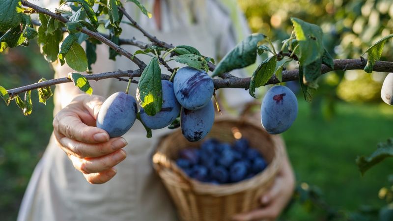 Overripe Plums Stay Vulnerable Longer Overripe Plums Stay Vulnerable Longer