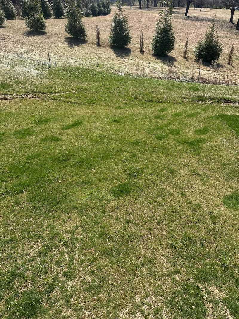 Overseed Thin Patches Around Labor Day Overseed Thin Patches Around Labor Day