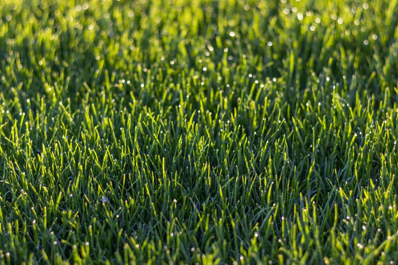 Overseed With A Heat-Tolerant Grass Blend Overseed With A Heat-Tolerant Grass Blend