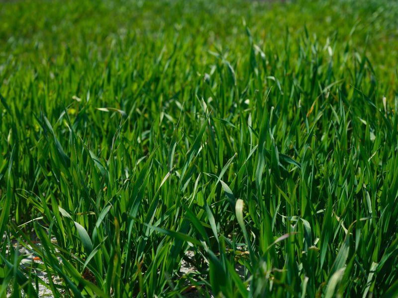 Overseed With Heat-Tolerant Grass Varieties