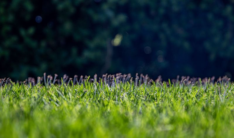 Overseeding Crowds Out Thin Patches Overseeding Crowds Out Thin Patches
