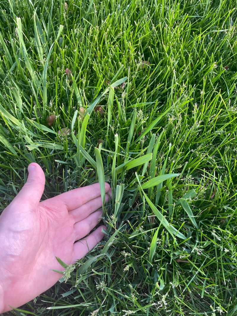 Overseeding Fills In Thin, Weak Patches Overseeding Fills In Thin, Weak Patches