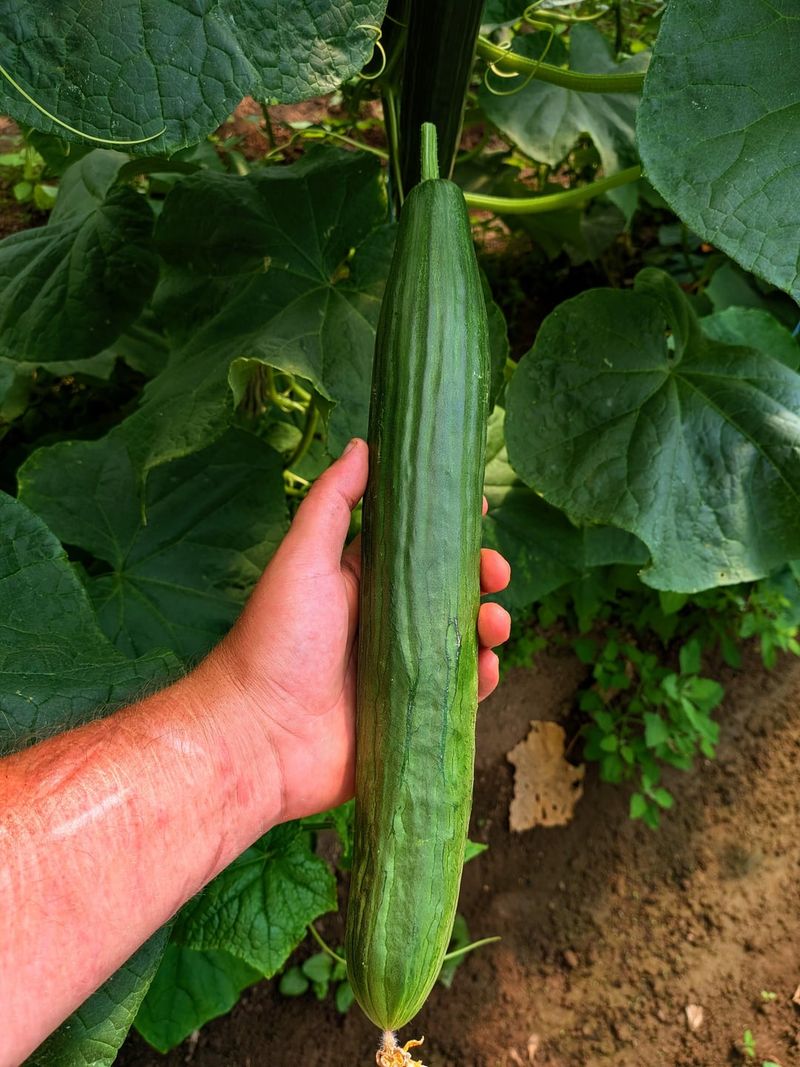 Oversized Cucumbers Trade Crisp Texture For Tougher Bites Oversized Cucumbers Trade Crisp Texture For Tougher Bites