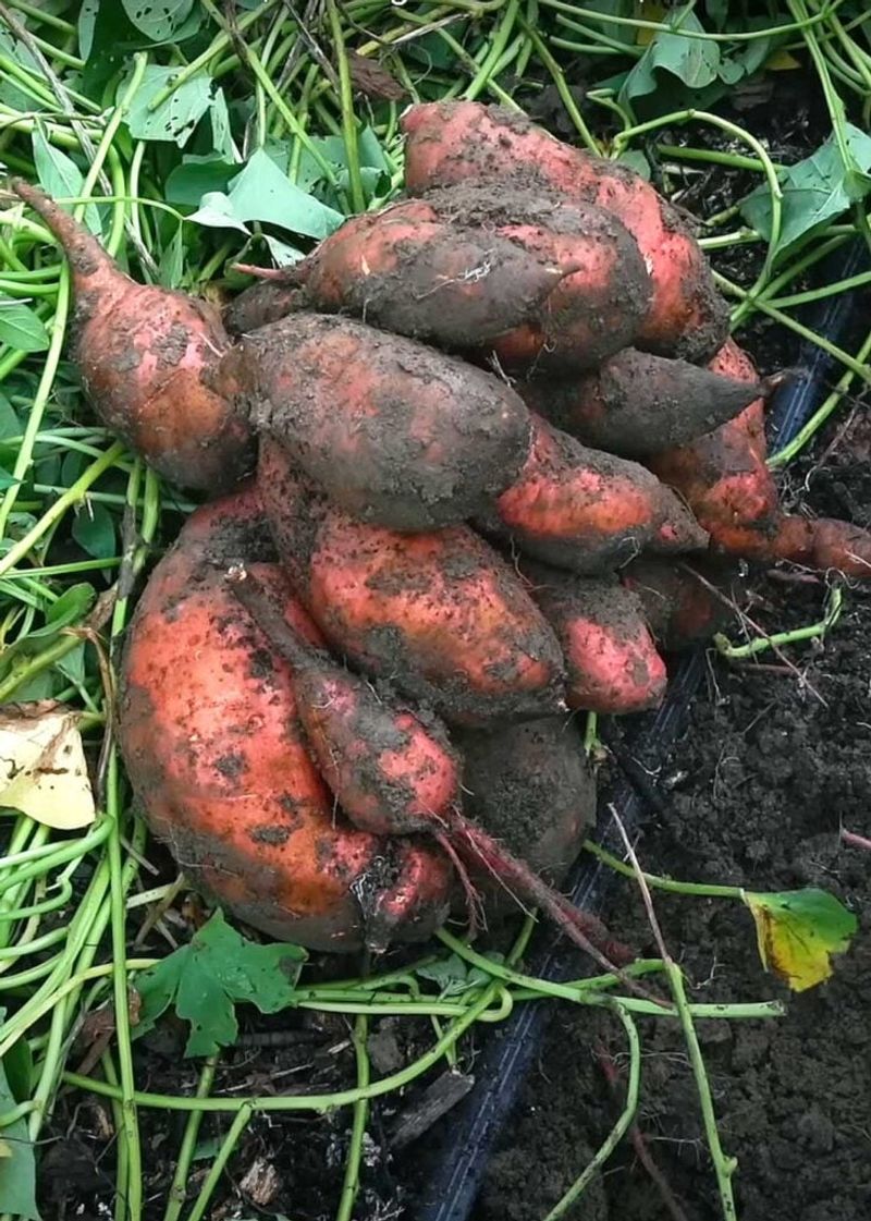 Oversized Roots Mean You Waited Long Enough Oversized Roots Mean You Waited Long Enough