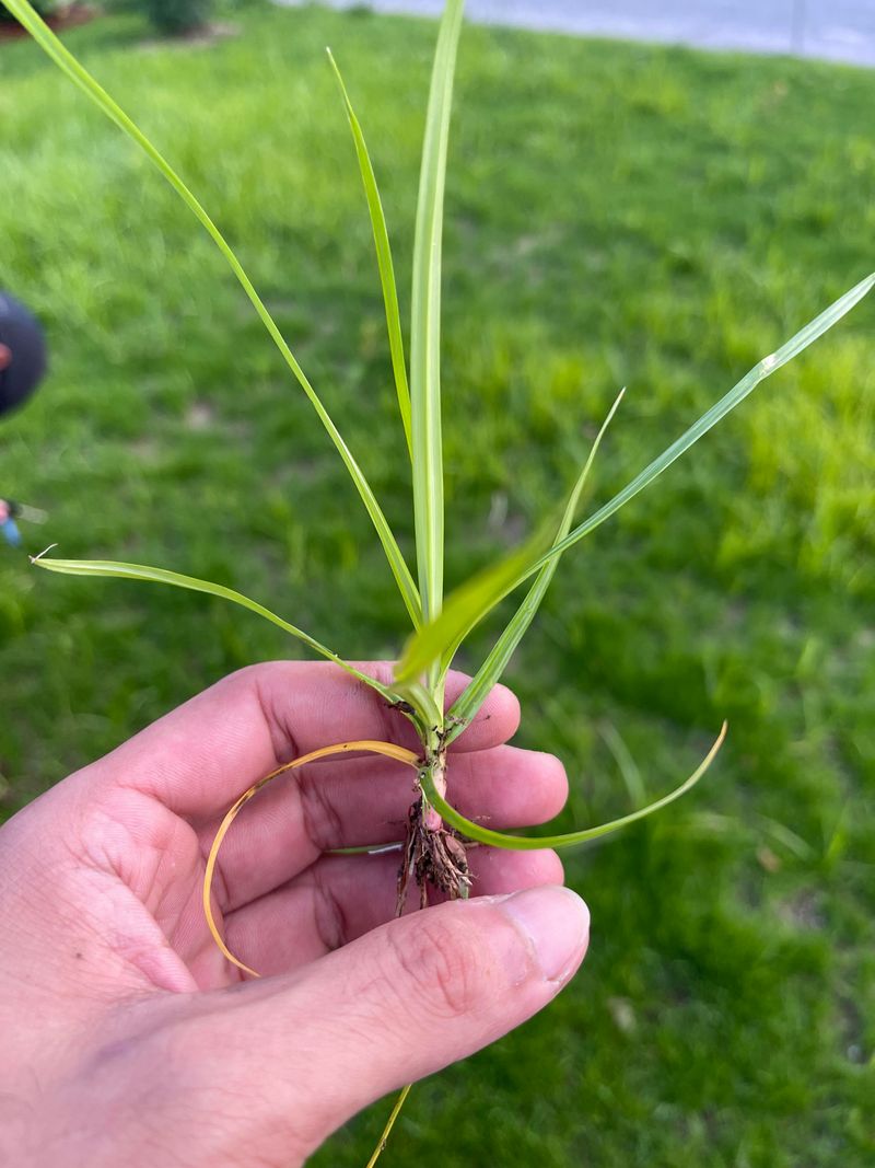 Overwatering And Compacted Soil As Underlying Triggers