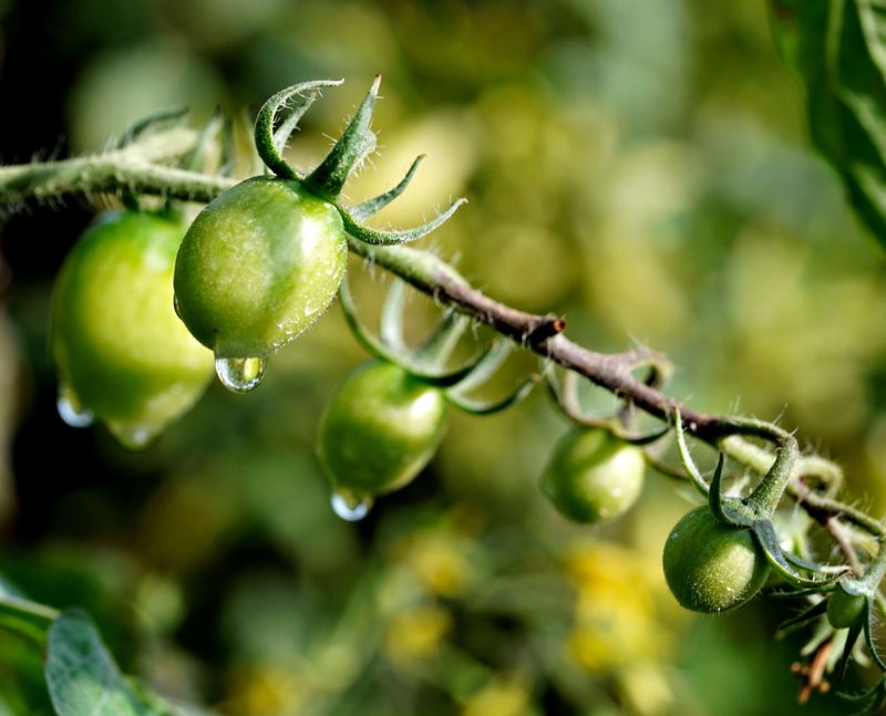 Overwatering And Poor Drainage Deprive Roots Of Oxygen