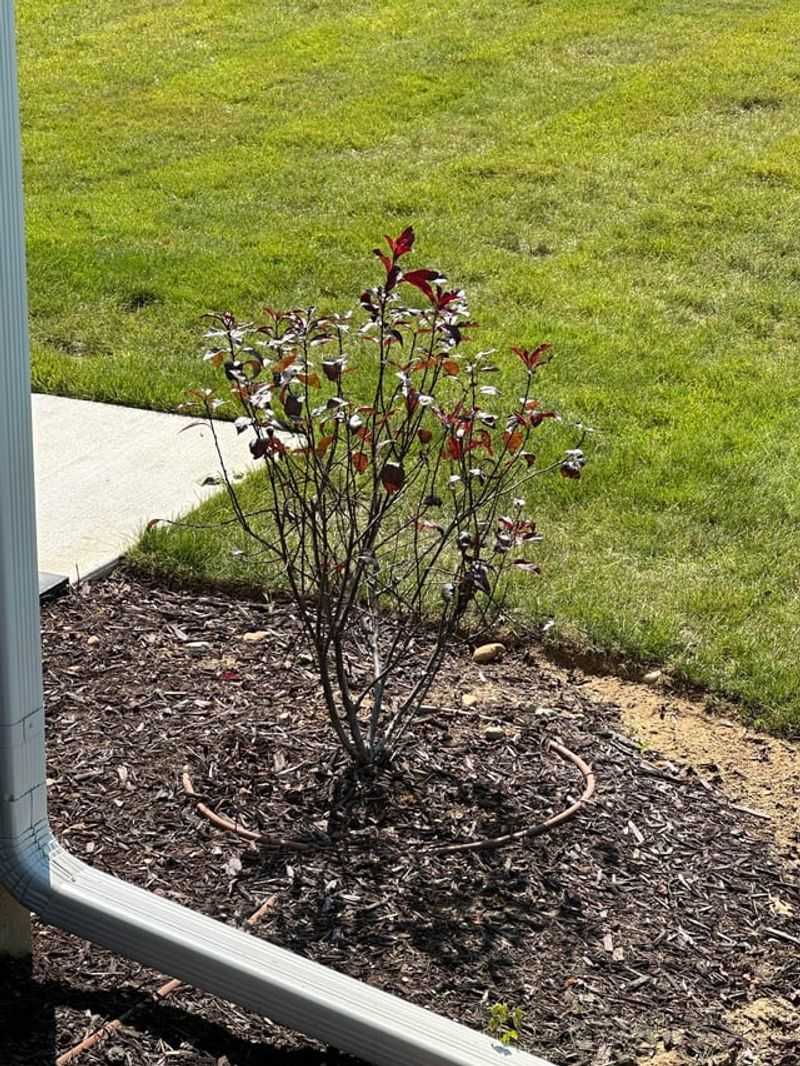 Overwatering Can Become A Bigger Problem In September