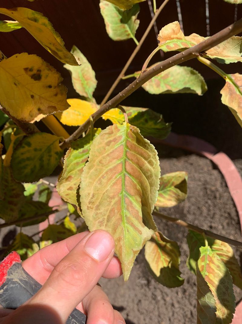 Overwatering Can Turn Heat Stress Into Root Stress