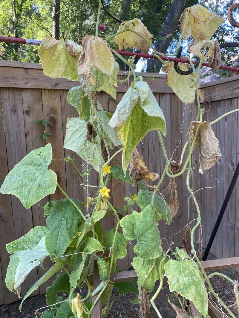 Overwatering Can Turn Leaves Yellow Fast