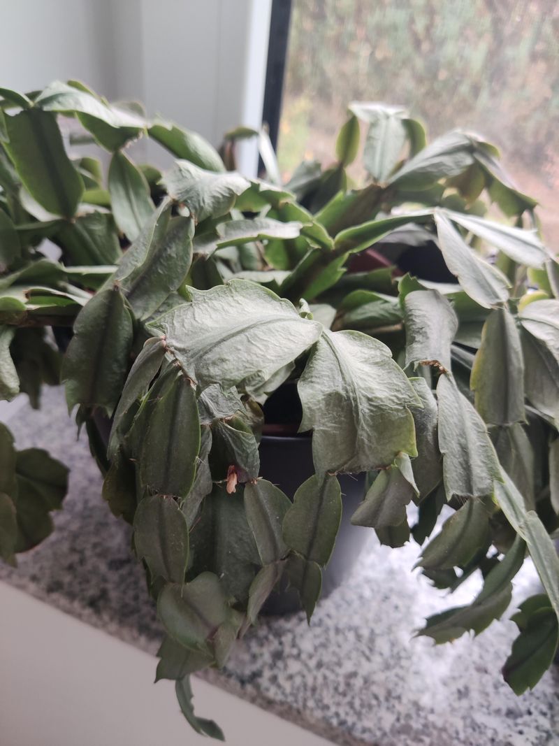 Overwatering Causes Root Rot And Limp Stems