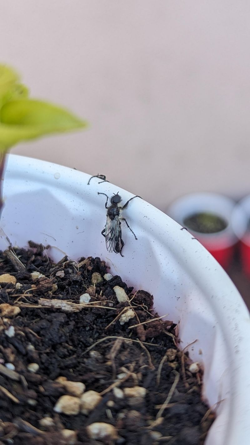 Overwatering Containers Creates Ideal Ant Nesting Conditions Overwatering Containers Creates Ideal Ant Nesting Conditions