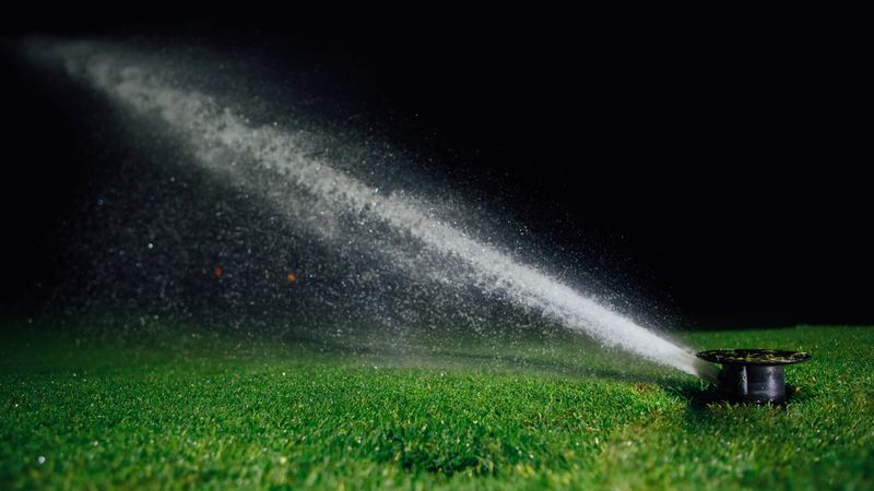 Overwatering Creates The Damp Shelter Roaches Seek Overwatering Creates The Damp Shelter Roaches Seek