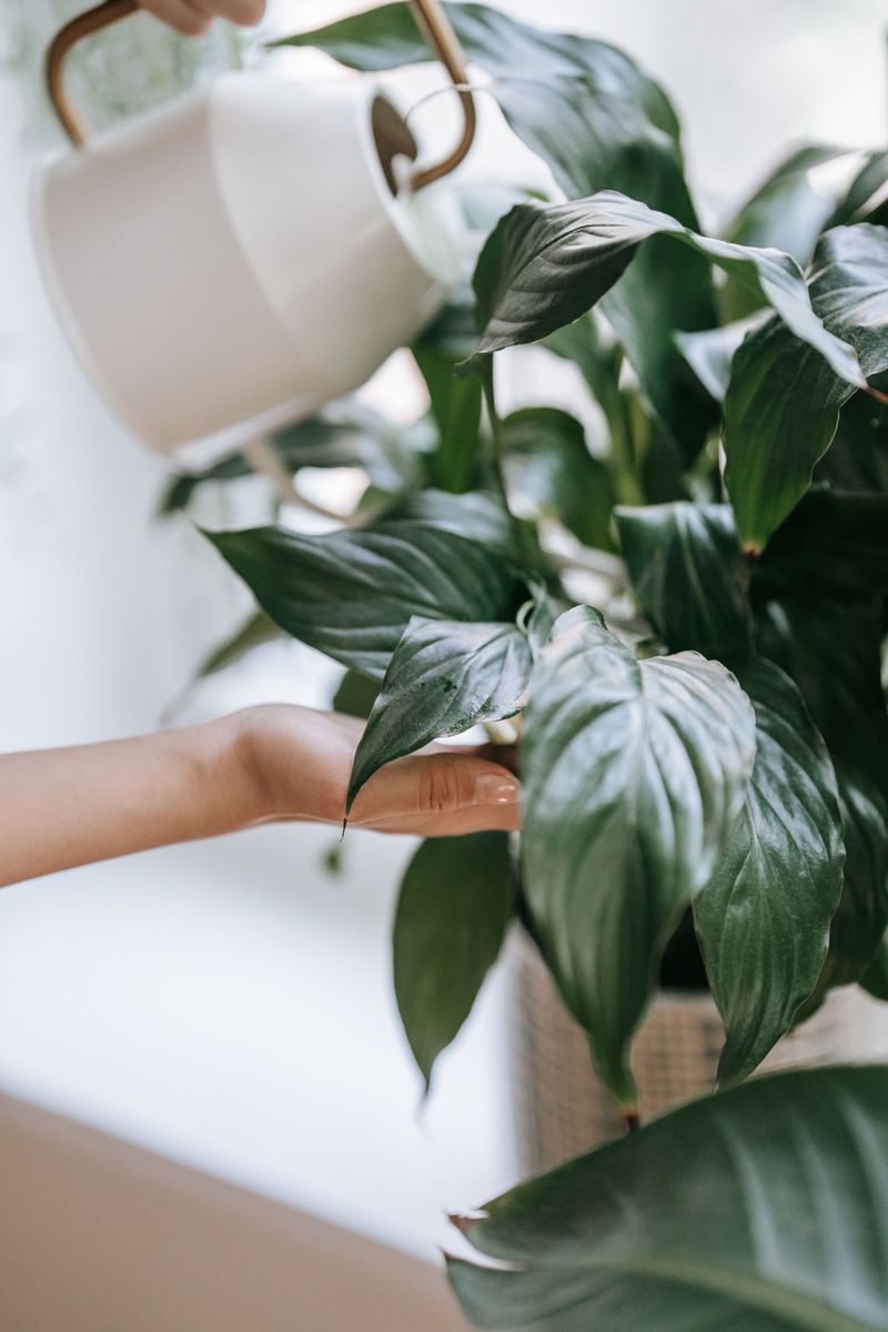 Overwatering Deprives The Roots Of Oxygen Overwatering Deprives The Roots Of Oxygen