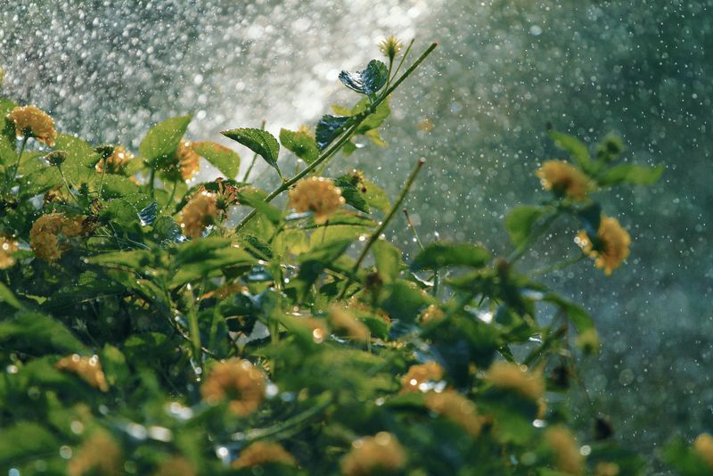 Overwatering Feeds The Problem From The Roots Up Overwatering Feeds The Problem From The Roots Up