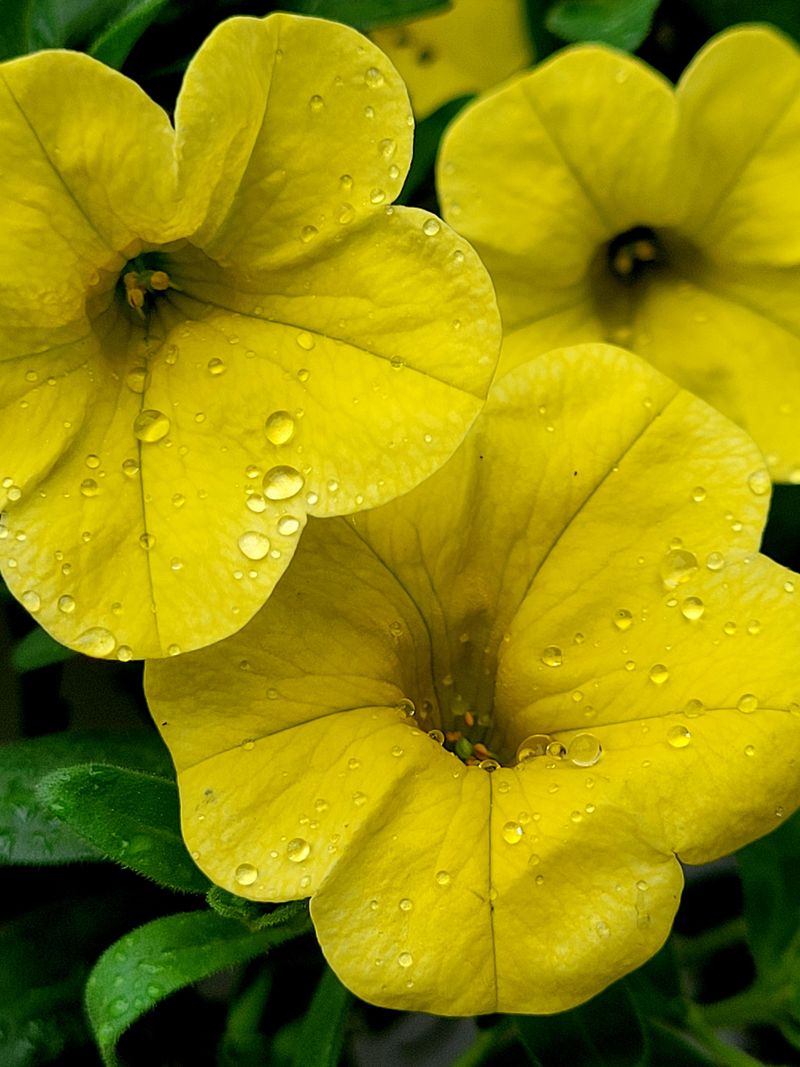 Overwatering Heightens Stickiness Overwatering Heightens Stickiness