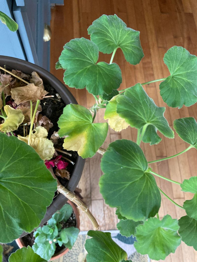 Overwatering Is So Easy To Miss With Geraniums