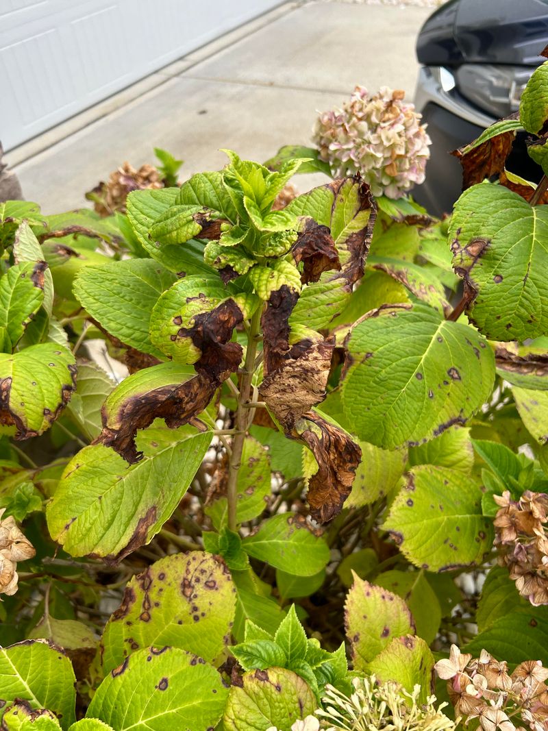 Overwatering Leads To Root Stress And Browning Overwatering Leads To Root Stress And Browning