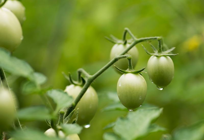 Overwatering May Be The Issue Overwatering May Be The Issue