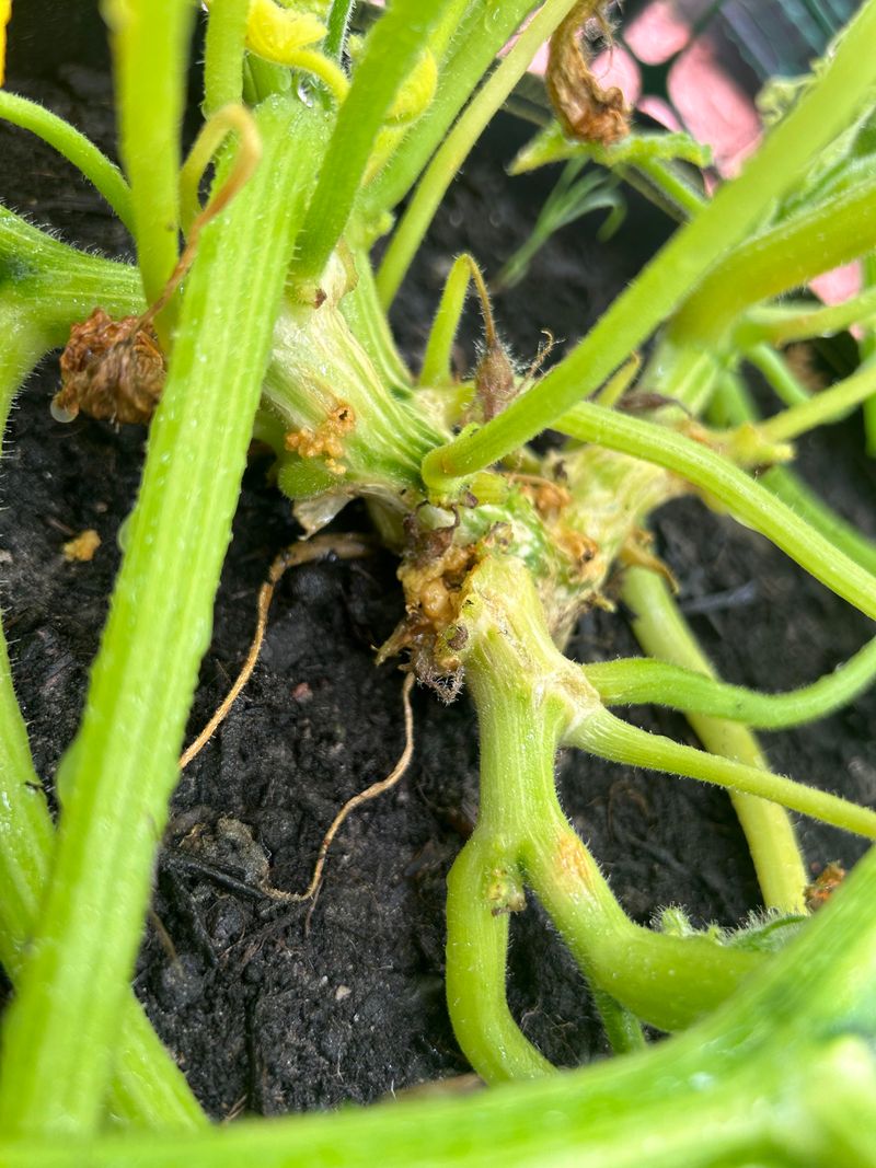 Overwatering Vines And Creating Excess Humidity Around Stems Overwatering Vines And Creating Excess Humidity Around Stems
