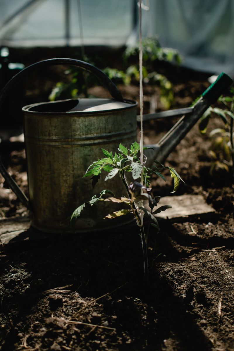 Overwatering Weakens The Root System Overwatering Weakens The Root System