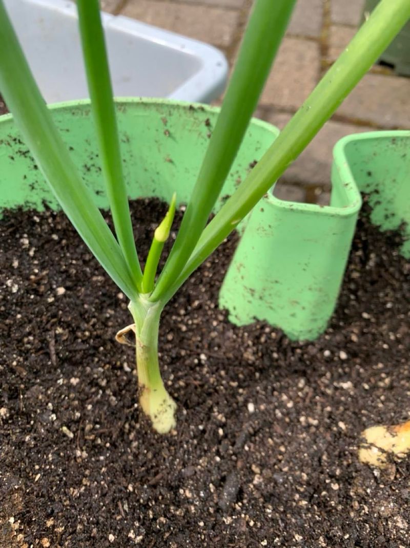 Overwintering Onions Settling In Before Cold Weather