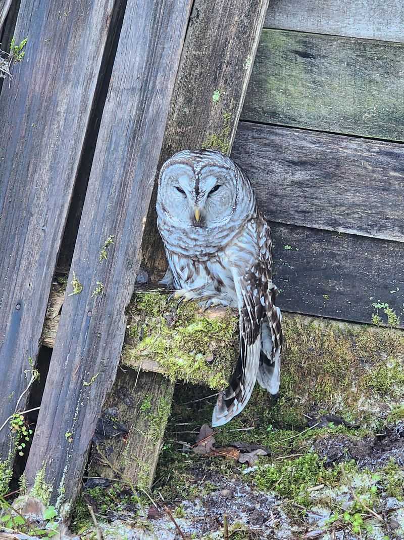 Owls Often Follow Mice And Rats Into Neighborhoods