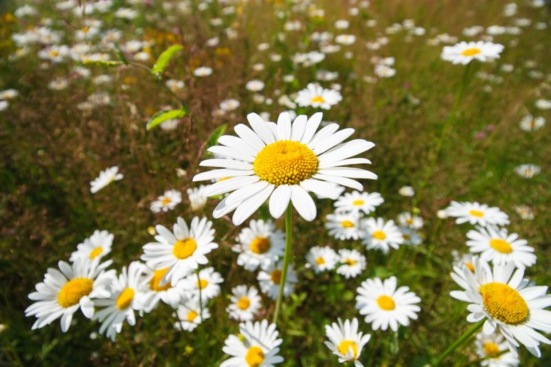 Oxeye Daisy Crowds Out Native Wildflowers Oxeye Daisy Crowds Out Native Wildflowers