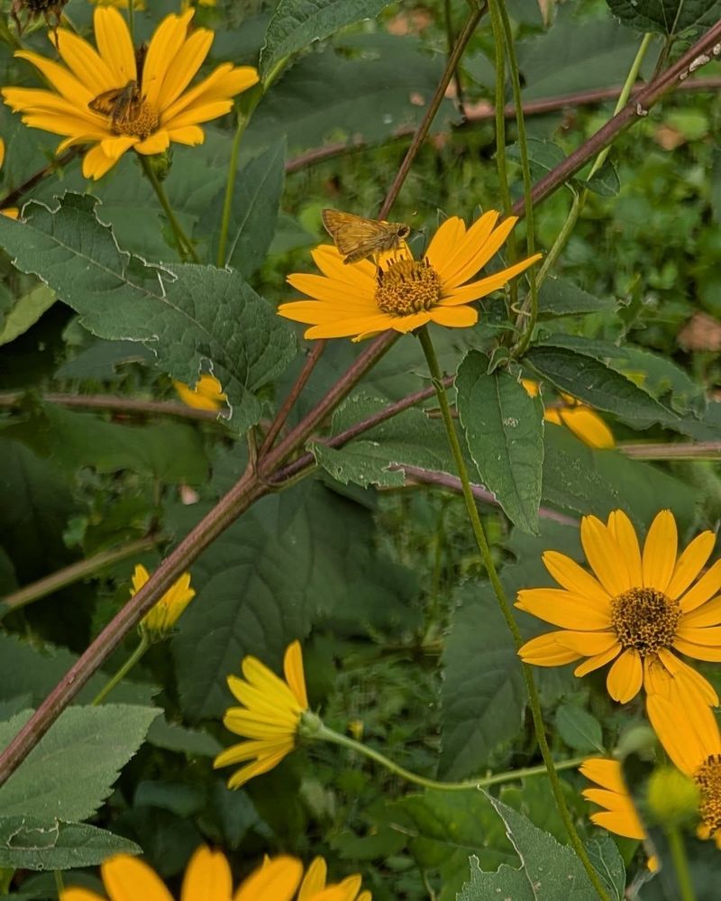 Oxeye Sunflower Oxeye Sunflower