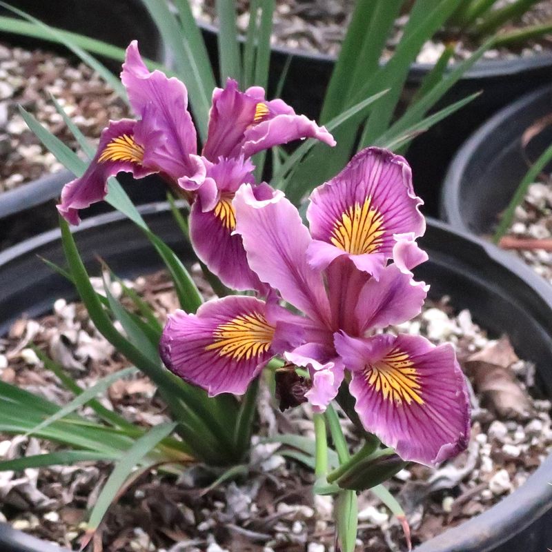 Pacific Coast Iris Repels With Bitter Rhizomes Pacific Coast Iris Repels With Bitter Rhizomes