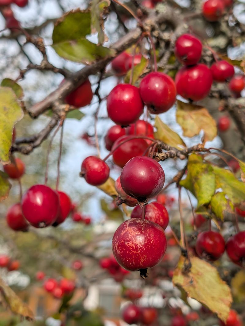 Pacific Crabapple Fruit Can Stay Available Into Cooler Weather