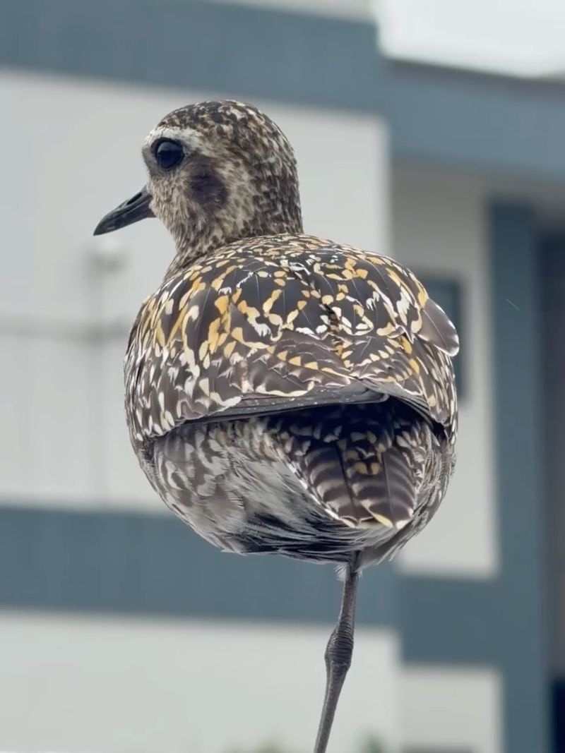 Pacific Golden-Plovers Reach The Islands Each August After Nesting In The Arctic