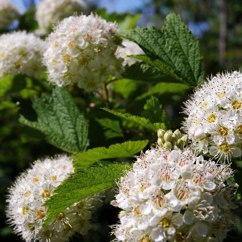 Pacific Ninebark Growing Into A Tough Natural Hedge